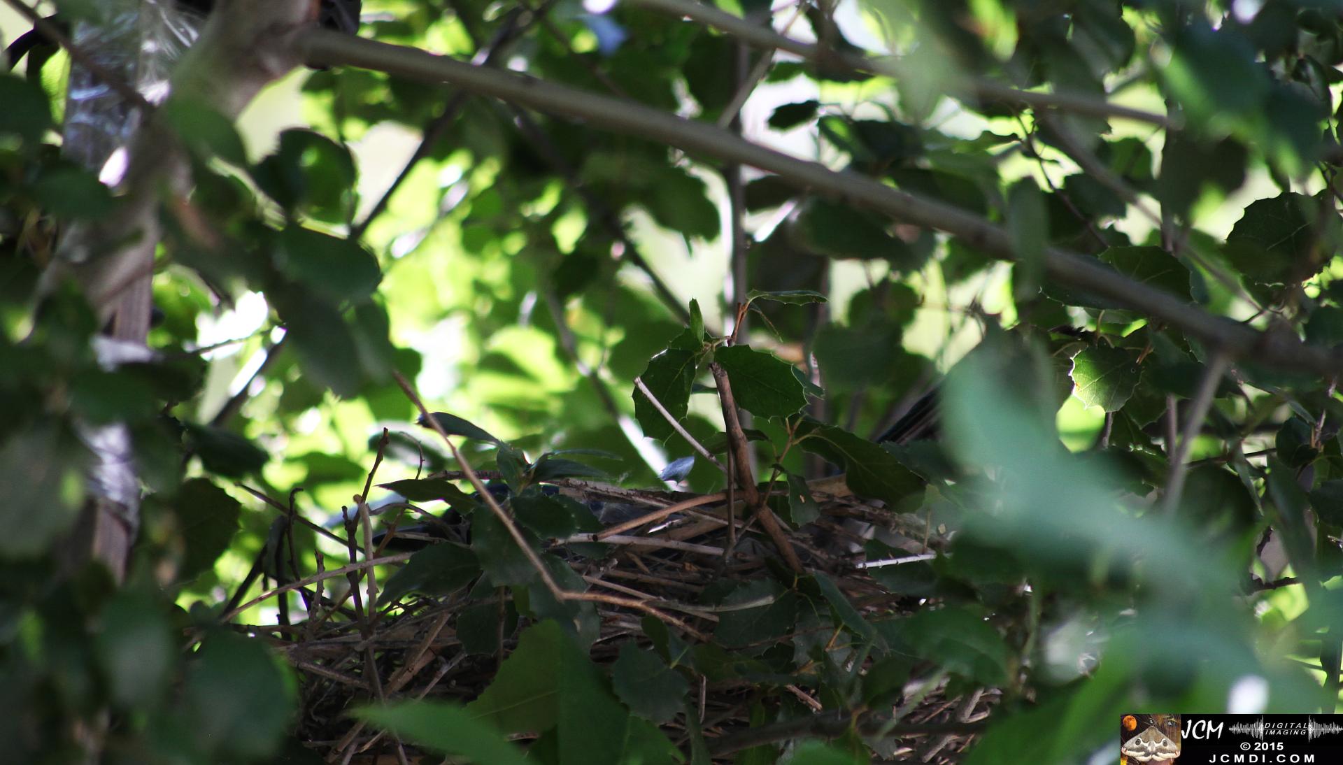 Scrub Jay zoomed nest through foliage
